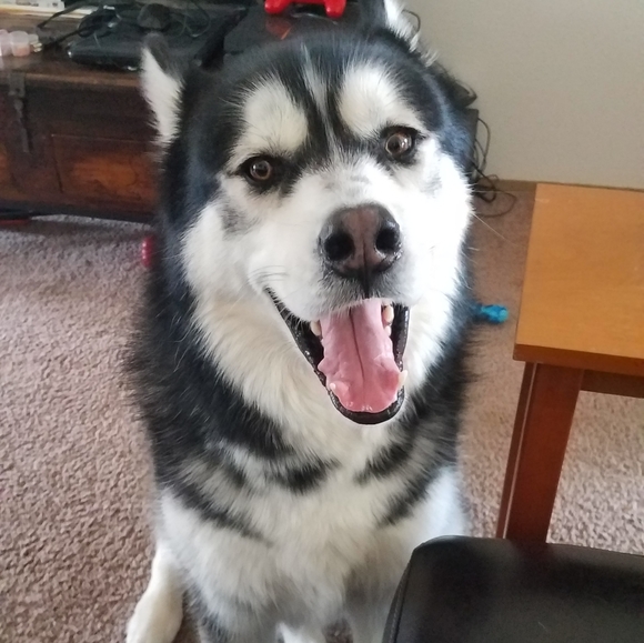 Gunner - Picture 6 of 6